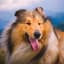 CollieIsCute